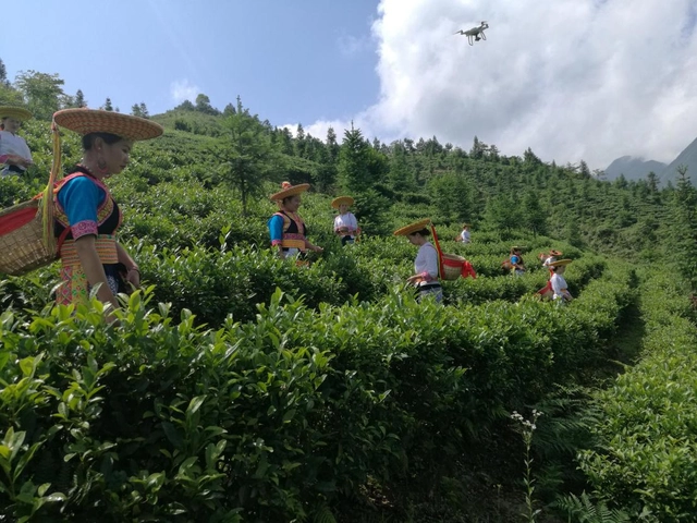 仙富山富硒野生茶