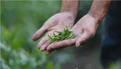 紫阳富硒茶啥档次