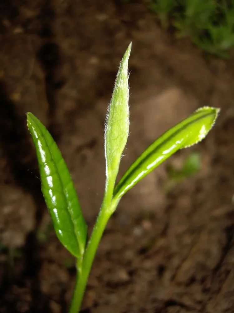 紫阳富硒茶啥档次