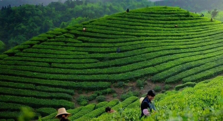 紫阳富硒茶啥档次