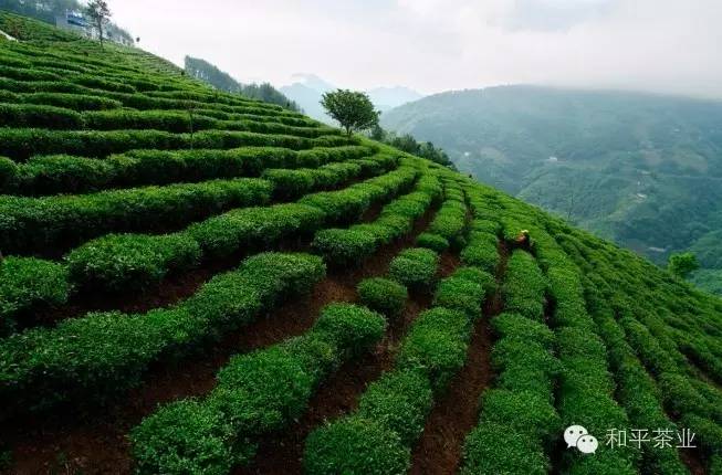 紫阳富硒茶的优势