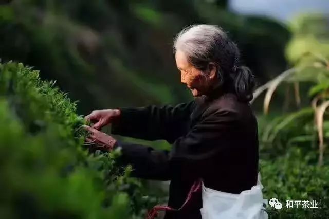 紫阳富硒茶的优势