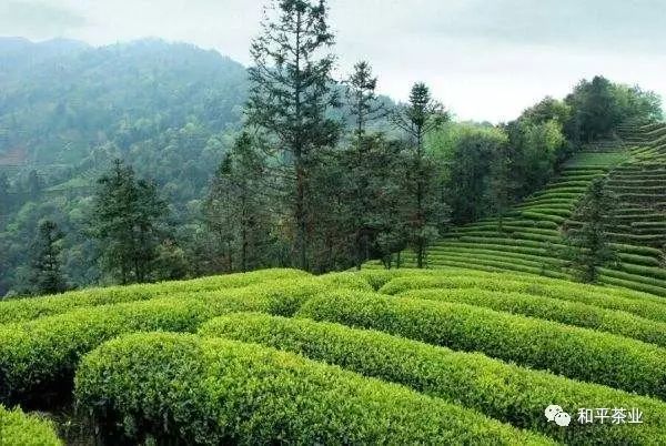 紫阳富硒茶的优势