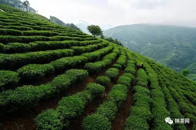 紫阳富硒茶的优势