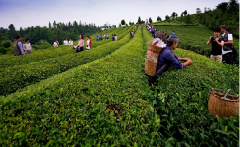 邵阳凤阳富锌硒茶