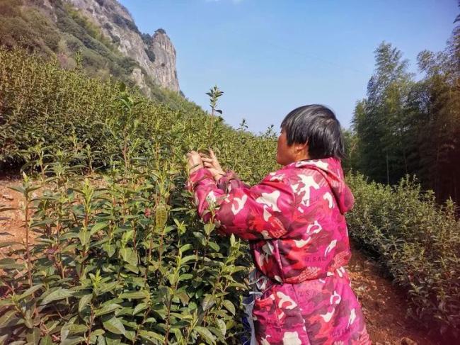 富硒茶的种植条件