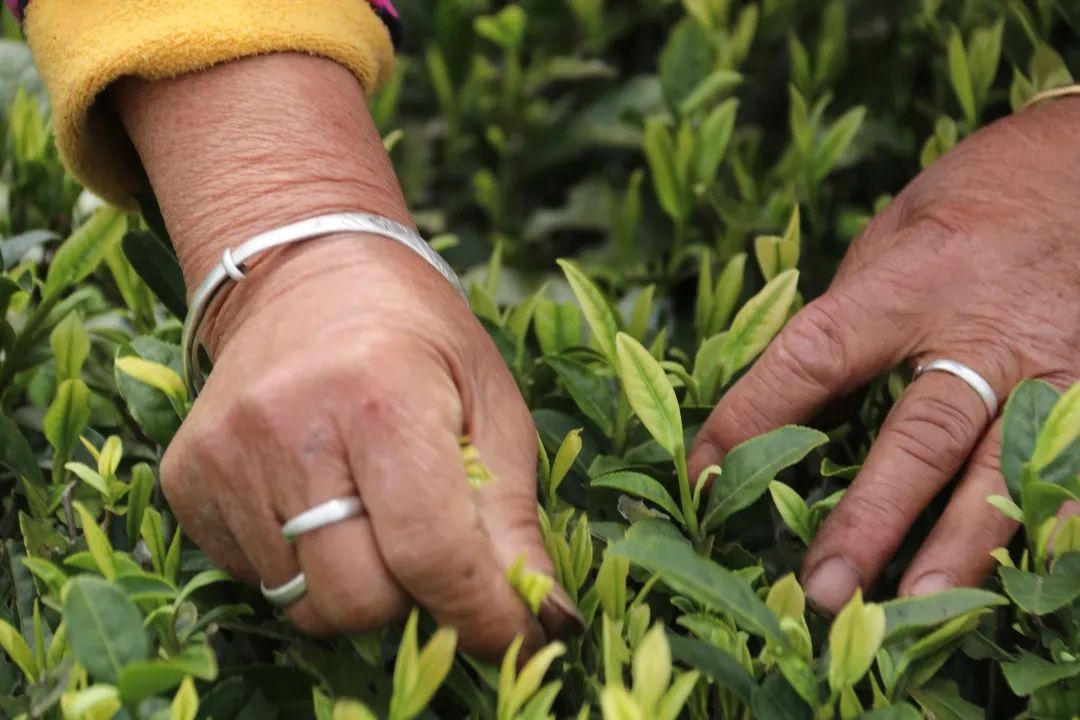 富硒茶的种植条件