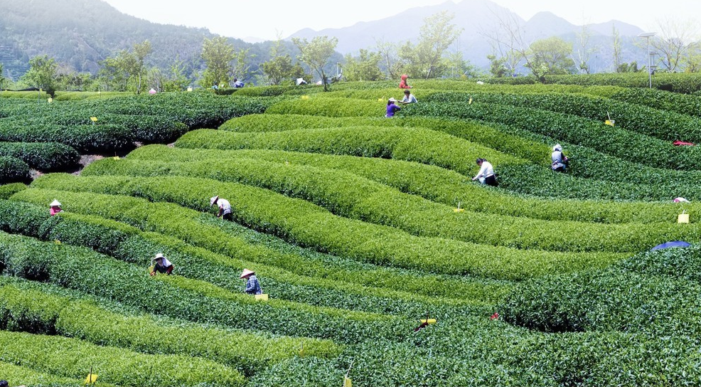 为什么富硒茶沉底