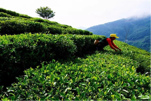 紫阳富硒茶园