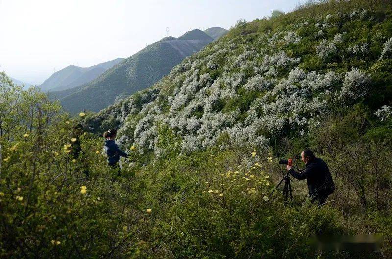 紫阳富硒茶的诗句