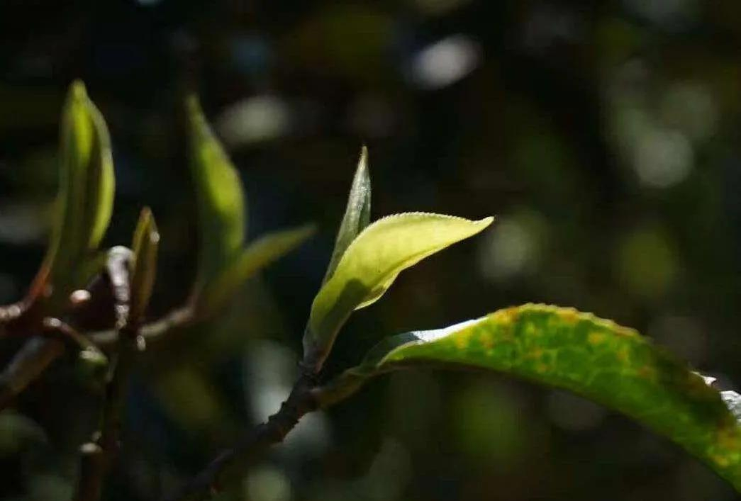 富硒茶的种植技术