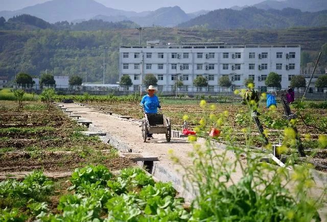 安康牛蹄镇富硒茶