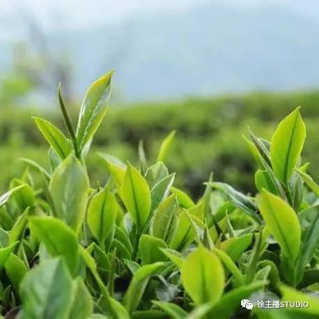 好喝的富硒茶玉露