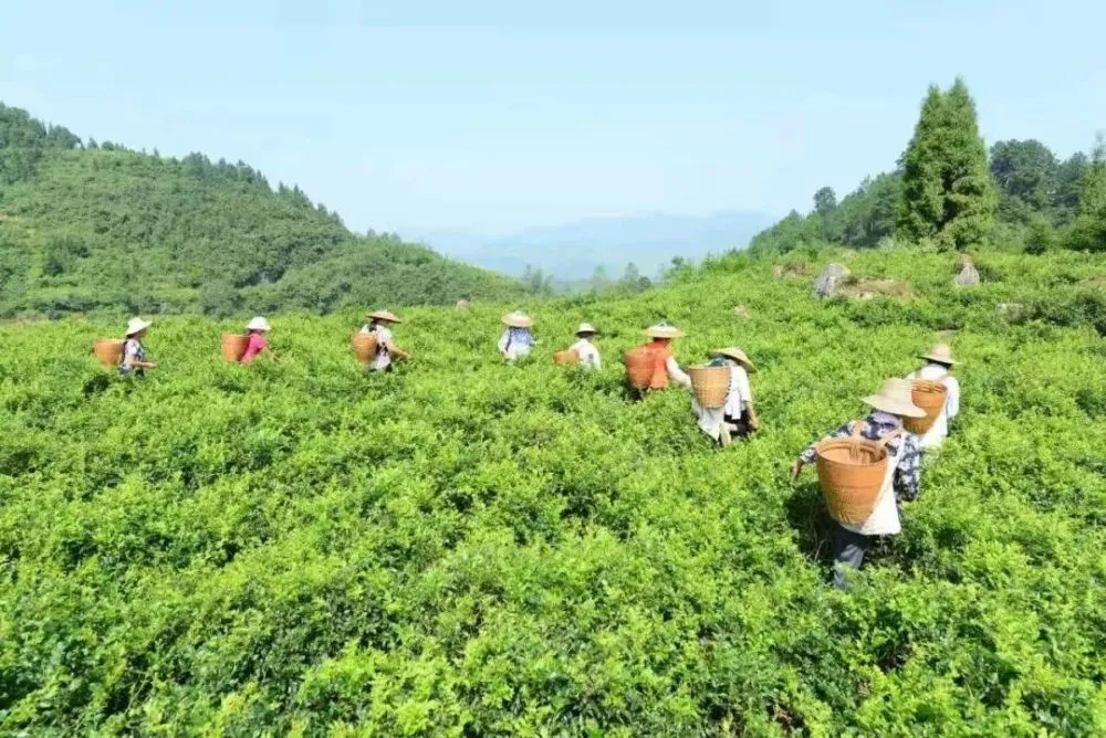 富硒莓茶怎么保存