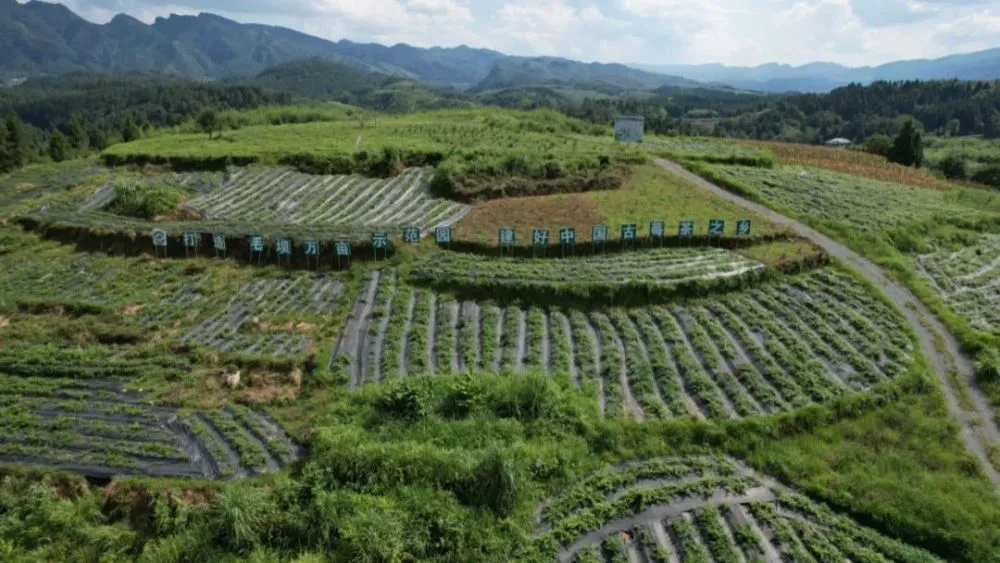 富硒莓茶怎么保存