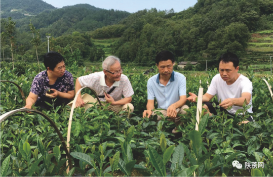 安徽清冽的富硒茶