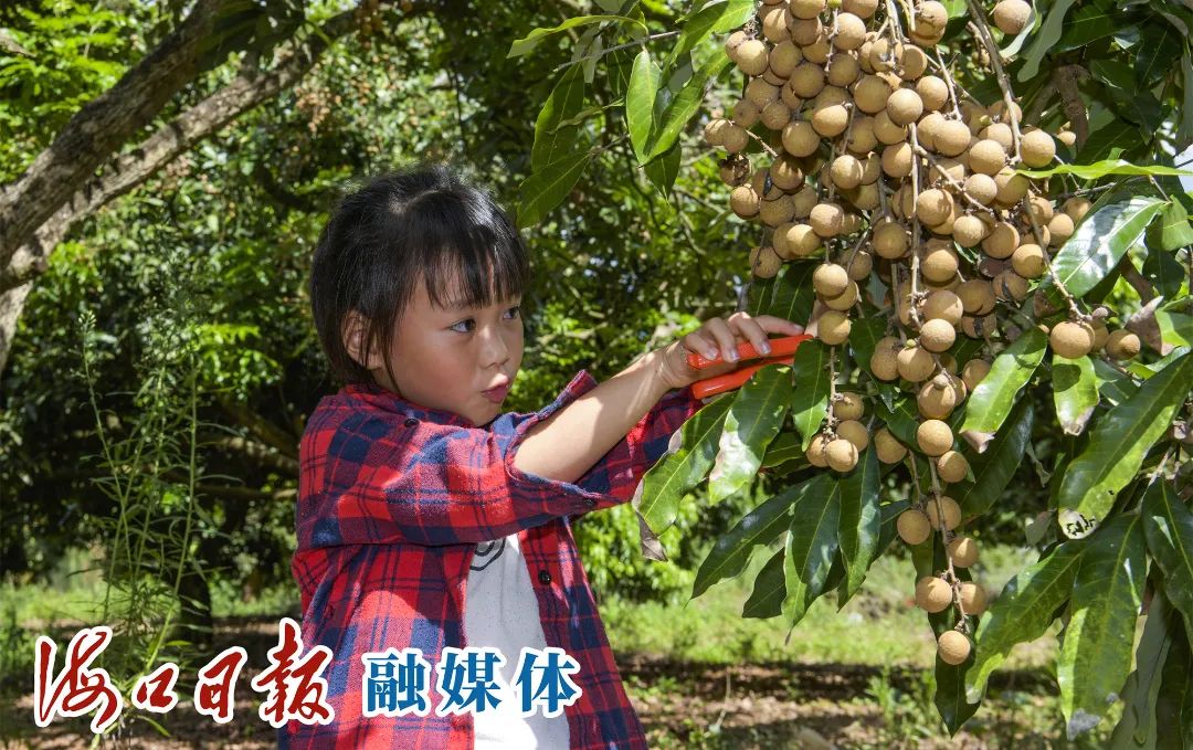 紫阳富硒茶采摘园