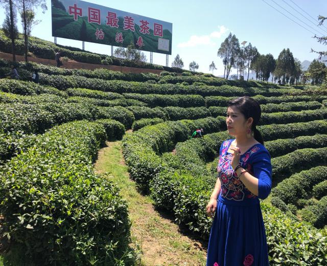 高山富硒茶向阳春