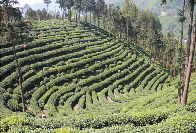 高山富硒茶向阳春