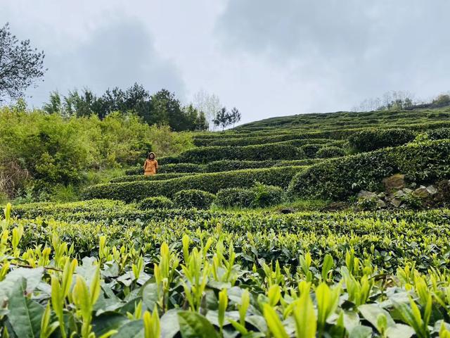 高山富硒茶向阳春