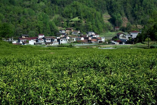 高山富硒茶向阳春