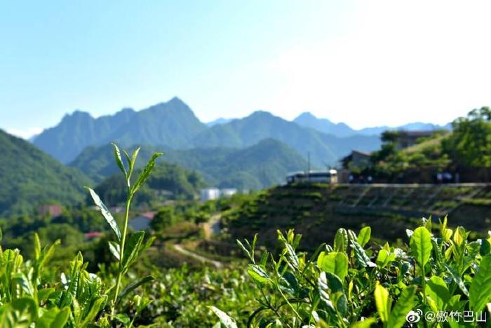 陕西蜡烛山富硒茶