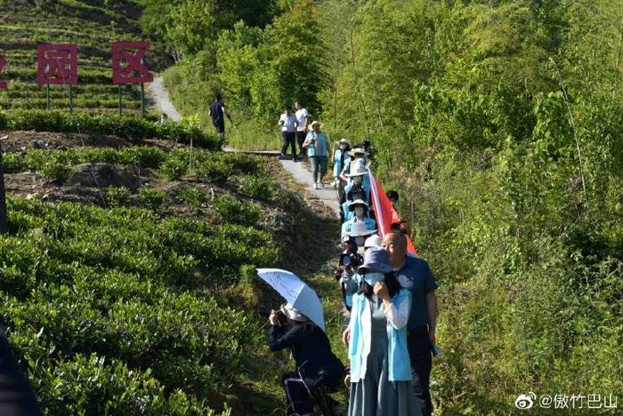 陕西蜡烛山富硒茶