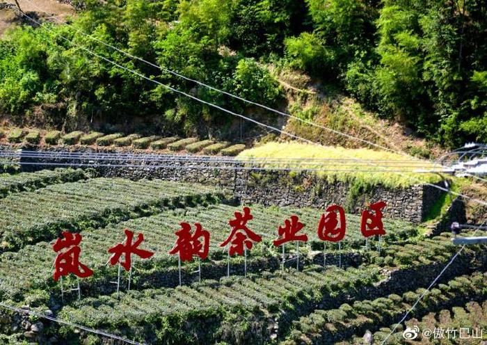 陕西蜡烛山富硒茶