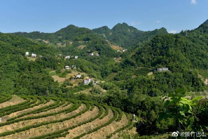 陕西蜡烛山富硒茶