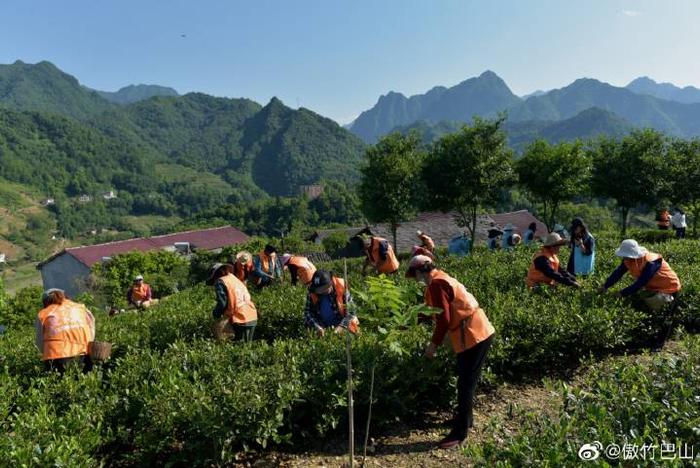 陕西蜡烛山富硒茶