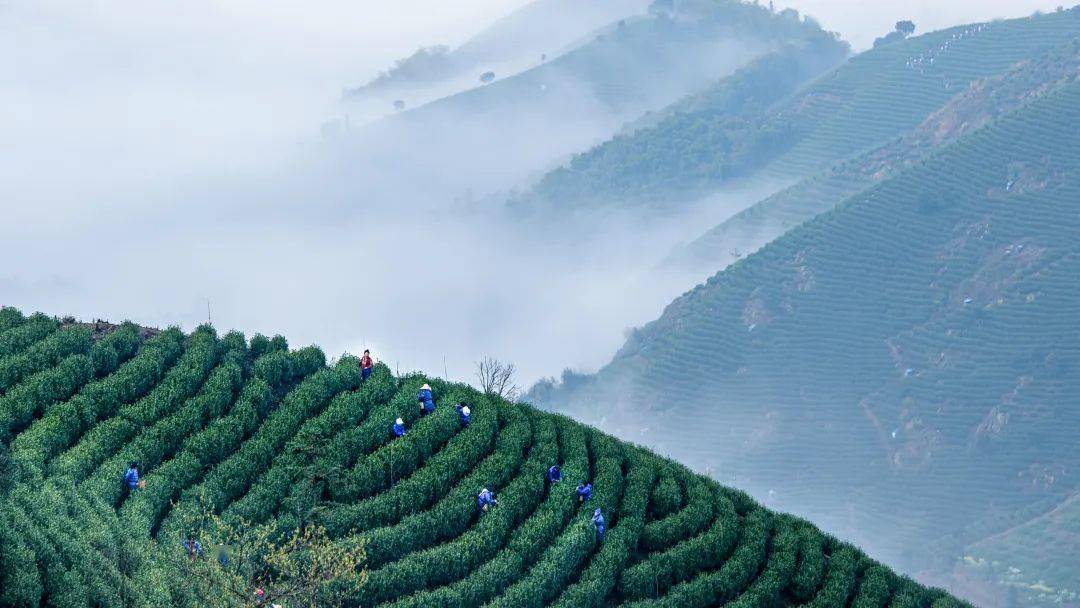 质量好安康富硒茶