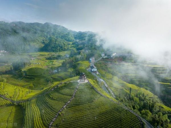 恩施富硒贡茶供应