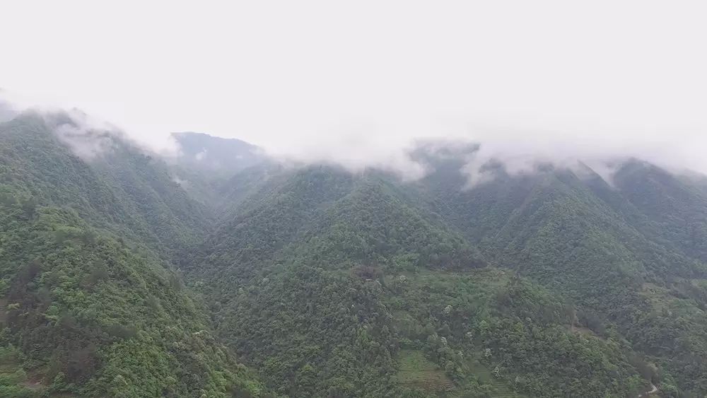 富硒茶与恩施玉露