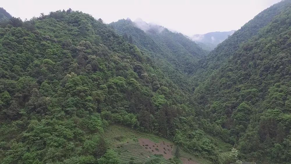 富硒茶与恩施玉露