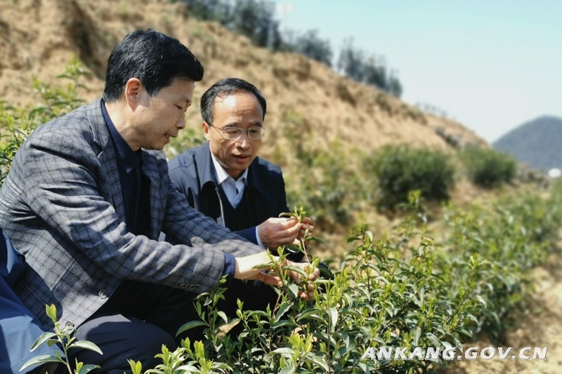 质量好安康富硒茶