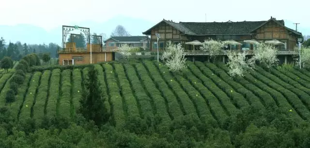 广西凤阳富锌硒茶