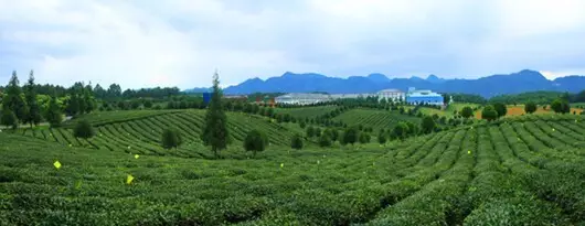 广西凤阳富锌硒茶