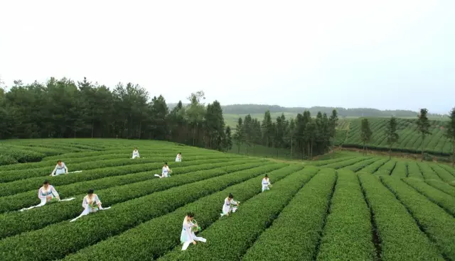 广西凤阳富锌硒茶