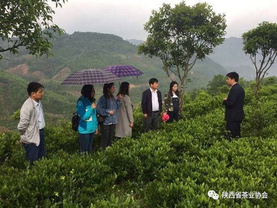 紫阳富硒茶苗种植