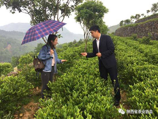 紫阳富硒茶苗种植