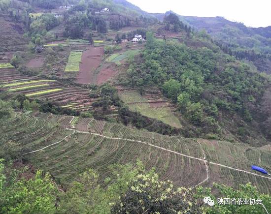 紫阳富硒茶苗种植