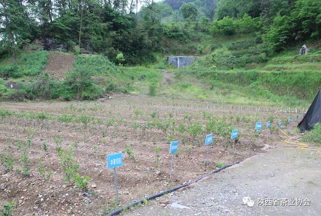 紫阳富硒茶苗种植