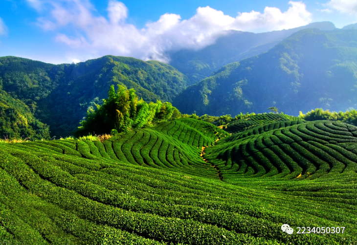 富硒茶啤酒哪家好