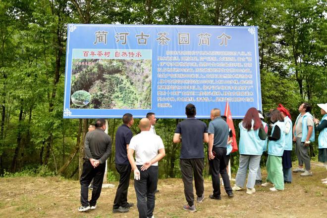 安康南宫山富硒茶