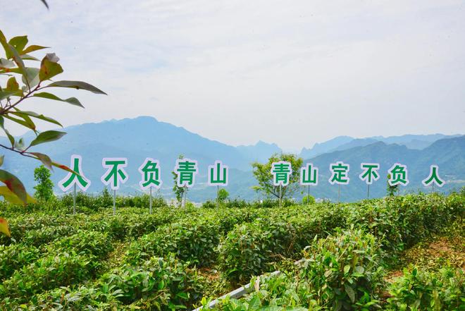 安康南宫山富硒茶