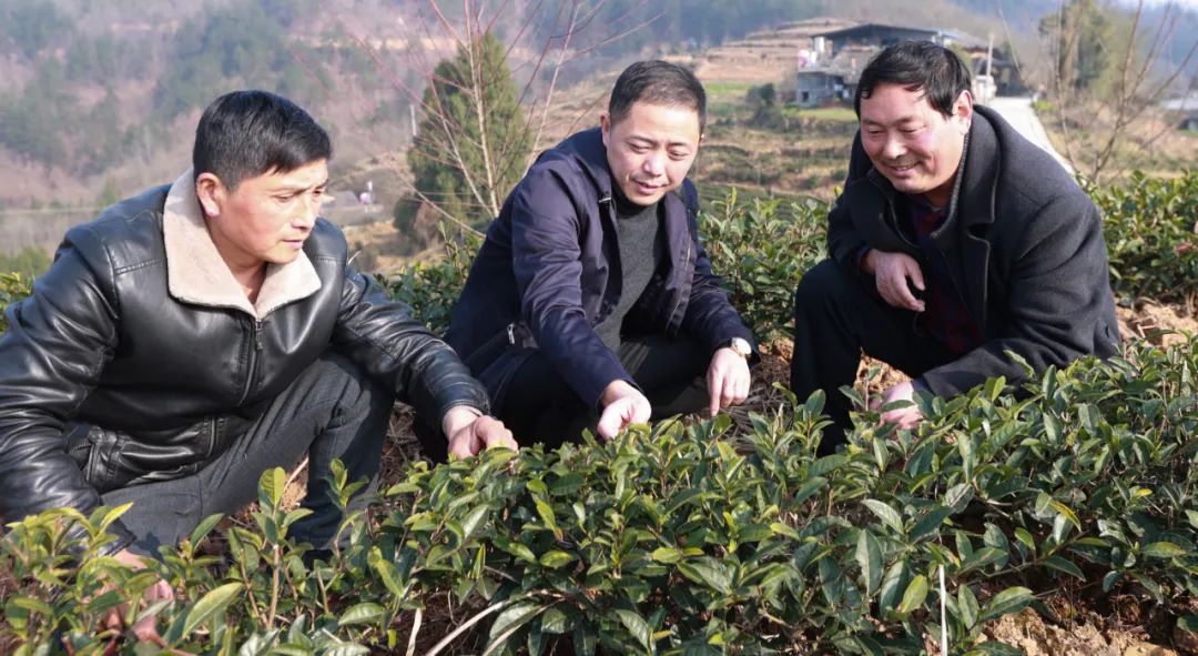 紫阳富硒茶苗种植