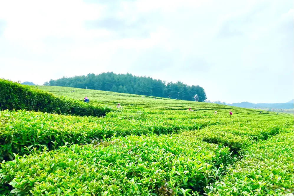 江苏清冽的富硒茶