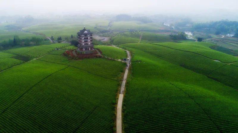 江苏清冽的富硒茶