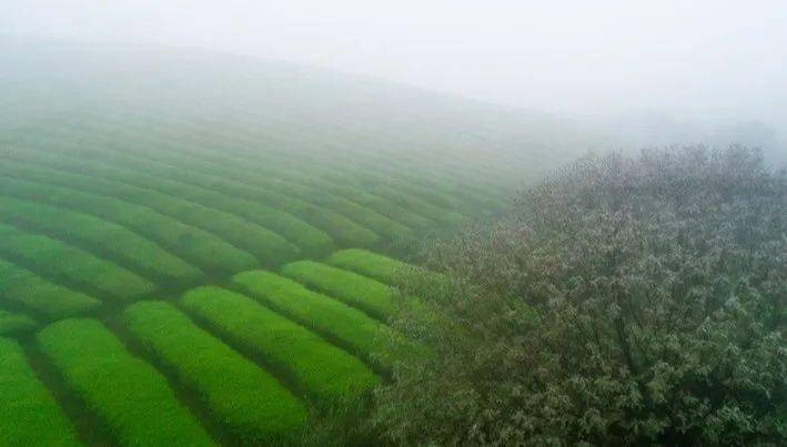 江苏清冽的富硒茶