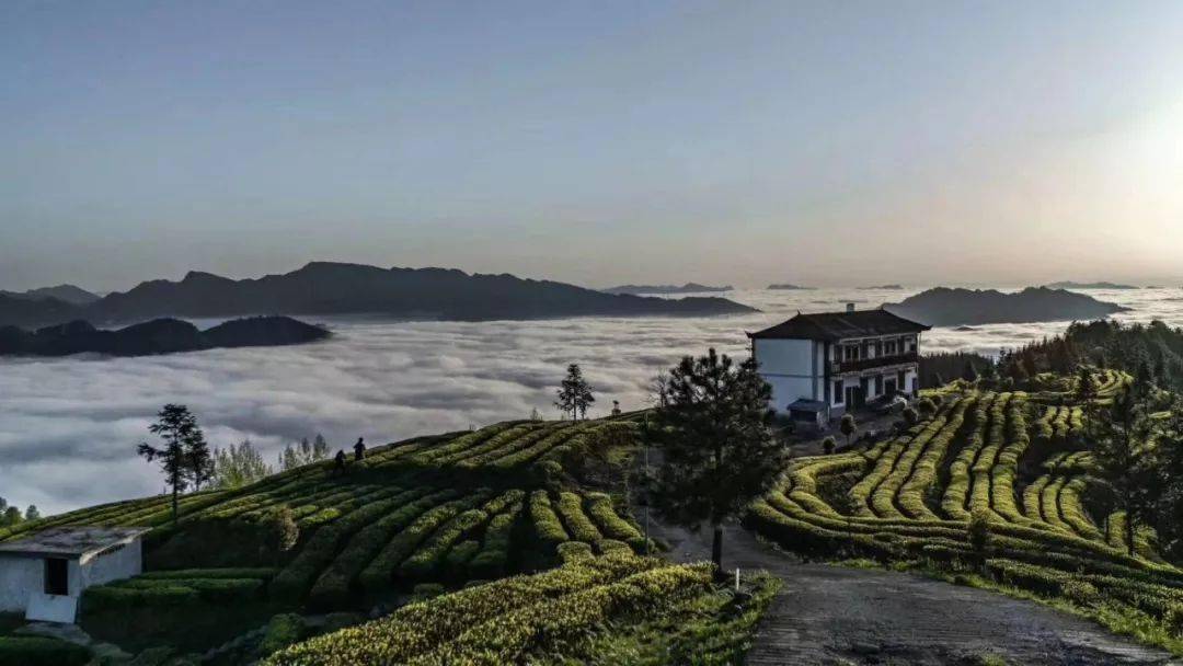 江苏清冽的富硒茶